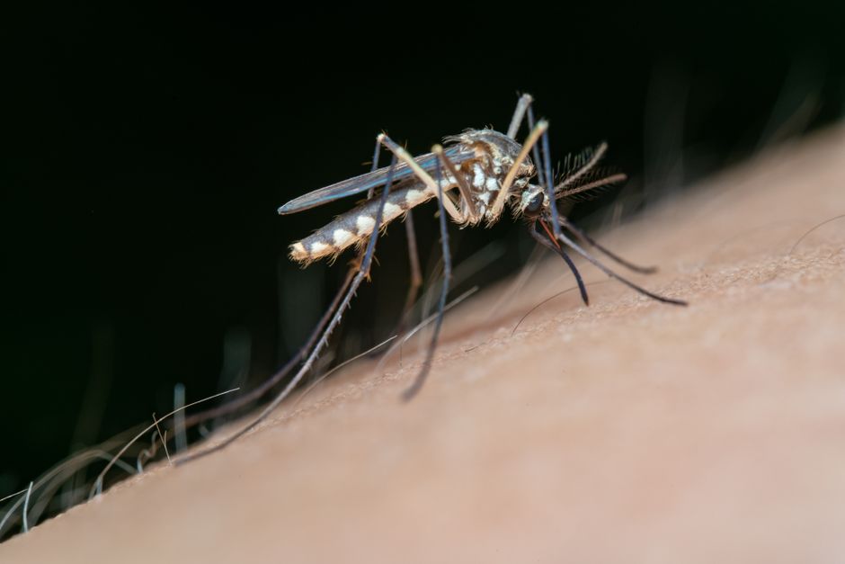 Alerta privind virusul West Nile: două decese și 10 cazuri confirmate în țară