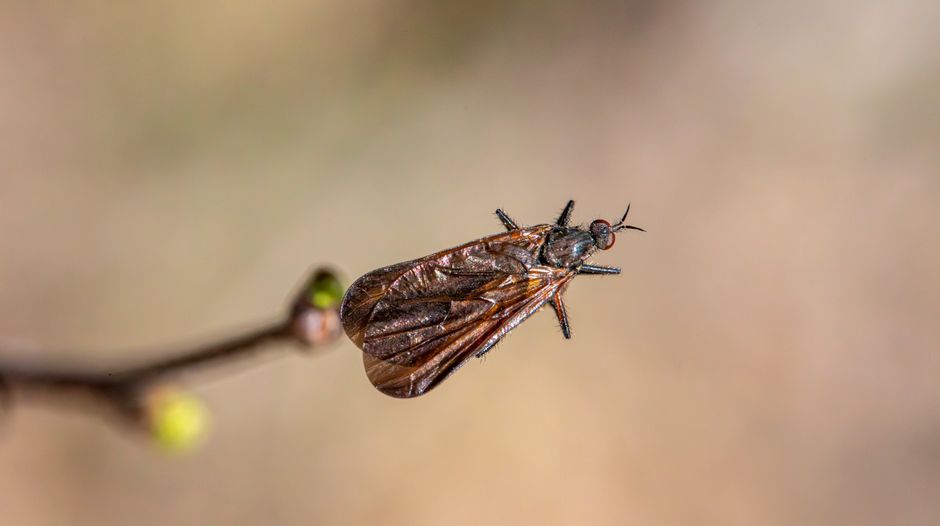 Insectele și alegerile lor surprinzătoare: o poveste captivantă