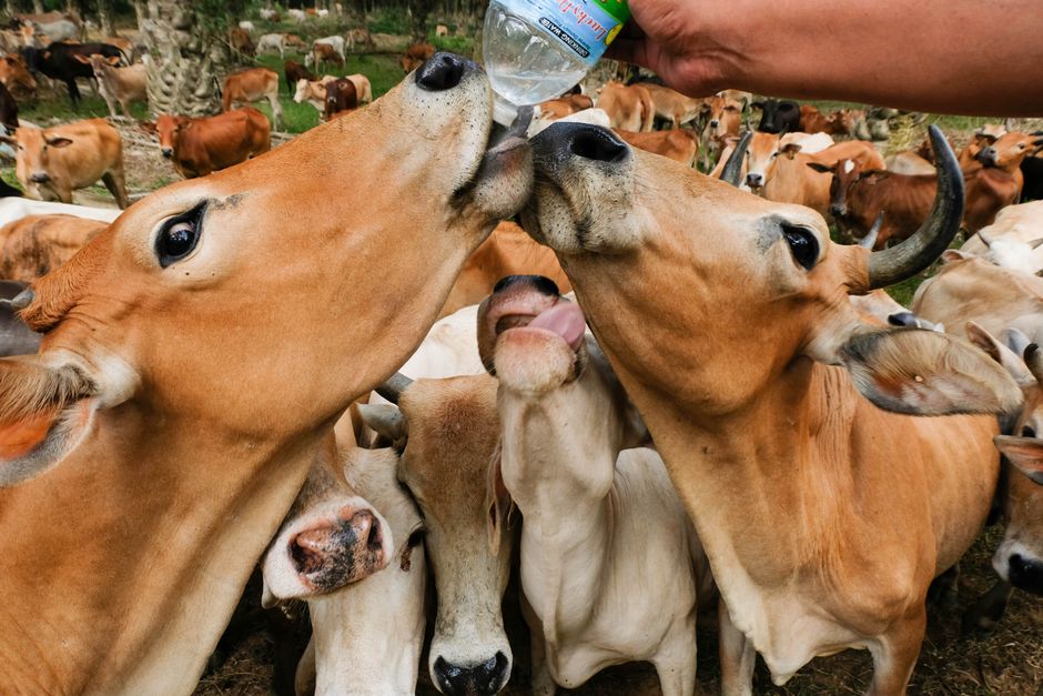Măsuri esențiale pentru protejarea animalelor în timpul căldurii extreme