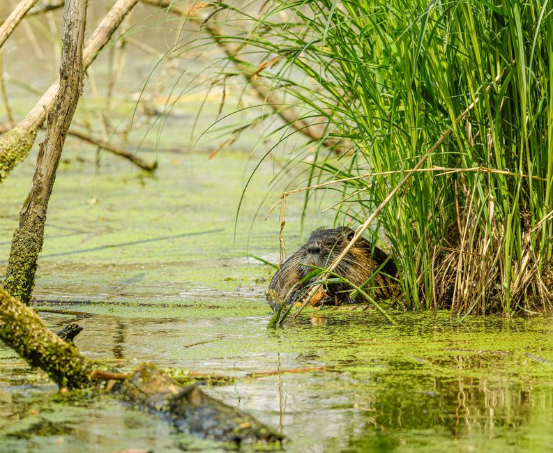 Bihorul devine un punct de interes pentru biodiversitate: milioane de euro pentru conservarea ecosistemelor