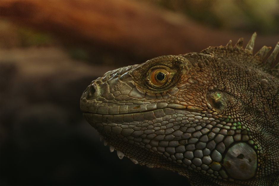 Povestea fascinantă a documentarului 'Monsters of God' despre traficul de animale exotice