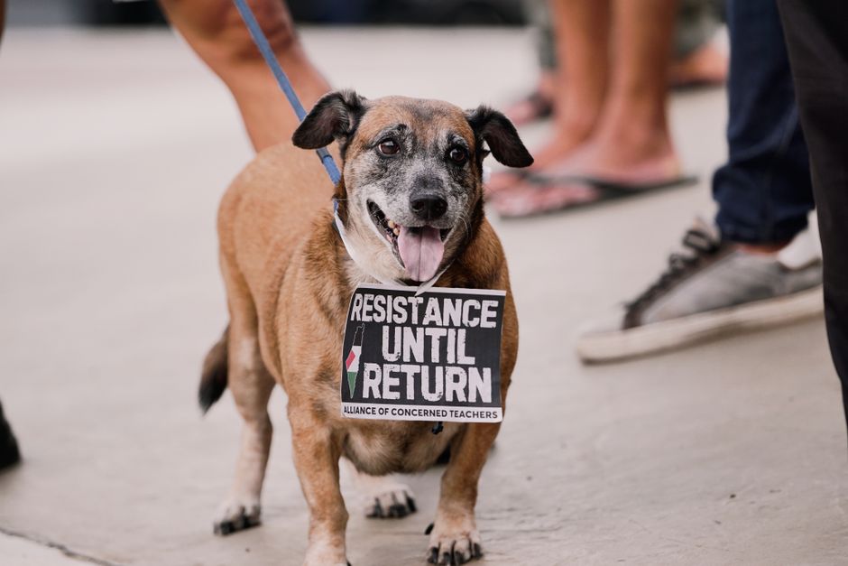 Protest la grădinița din Pogonele din cauza sterilizării câinilor