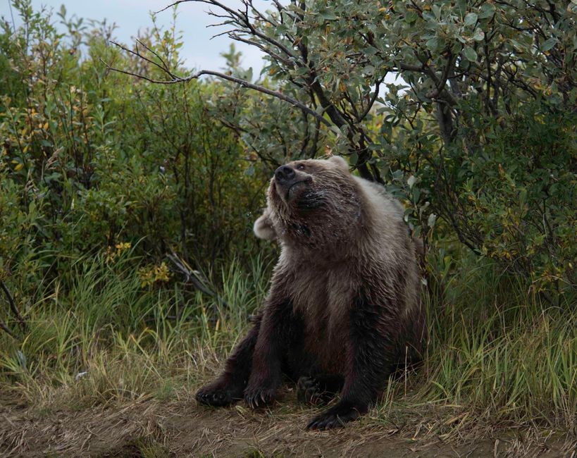 Urs din Suceava surprins în timp ce se scarpină de copac, ca Baloo din poveste