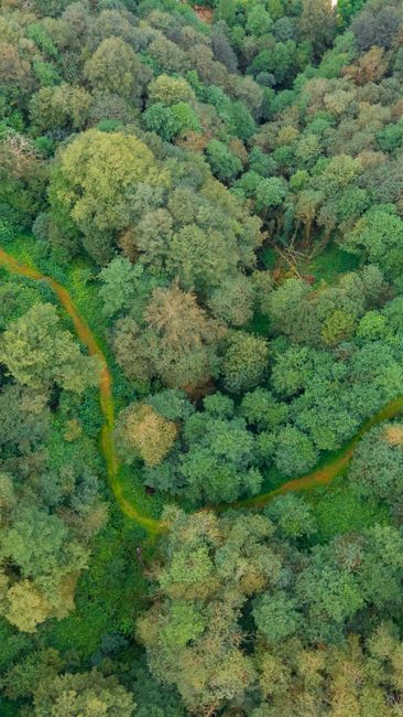 Controverse în Guvern: Strategia biodiversității, realizată de firme private, devine proiect de lege