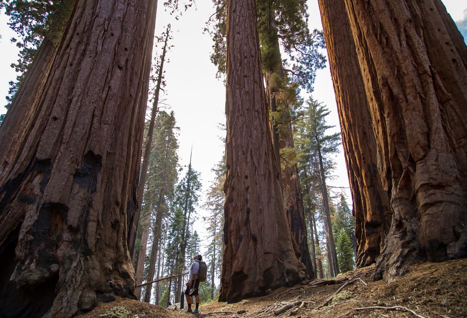 Descoperă cel mai impresionant sequoia din România în inima Banatului Montan