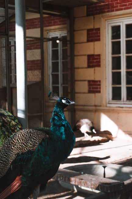 Descoperă povestea lui Constantin Lazăr, artistul care restaurează Oradea și imortalizează natura