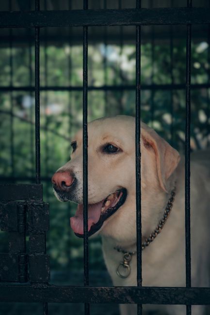 Căutări disperate pentru Lucky, un labrador pierdut în Sibiu
