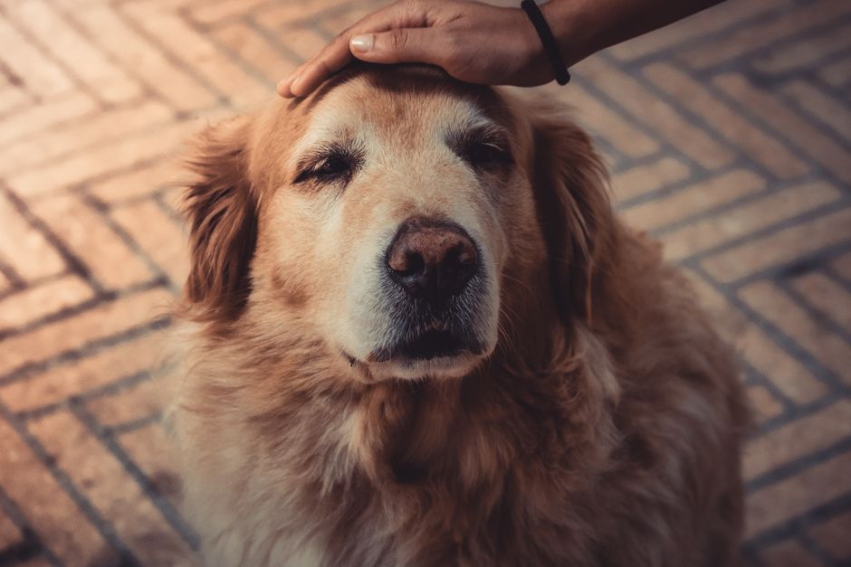 Cum un golden retriever și un rățoi au devenit cei mai buni prieteni