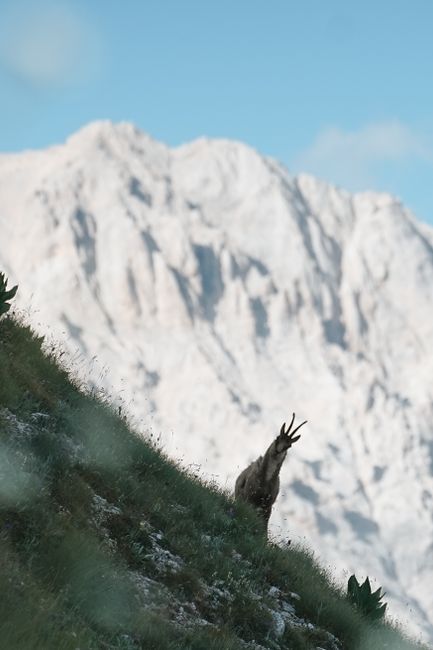 Imagini rare cu capre negre în Parcul Natural Putna-Vrancea surprinse de camerele de monitorizare