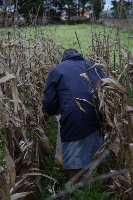 Fermierii bihoreni în criză: porumbul compromis din cauza secetei extreme