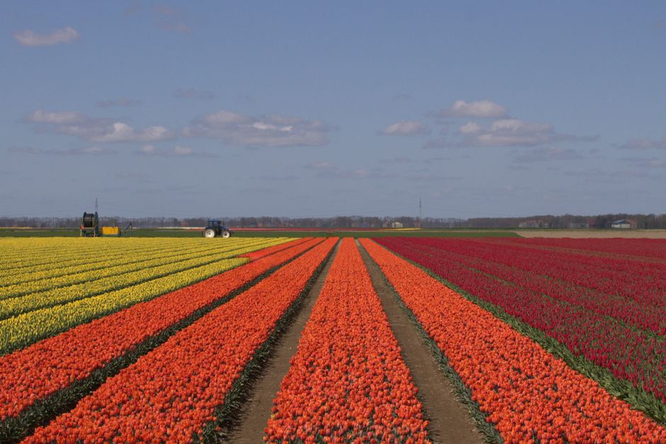 Florile pot aduce până la 100.000 de euro: Ghidul complet pentru sprijinul floricultorilor