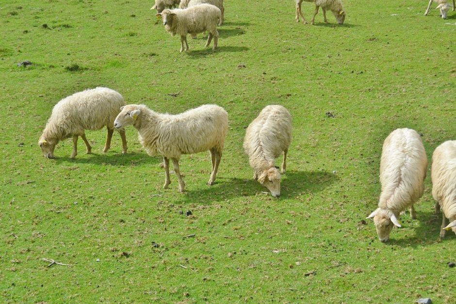 Alertă sanitară în Gorj și Vâlcea: peste 800 de oi sacrificate din cauza variolii ovină