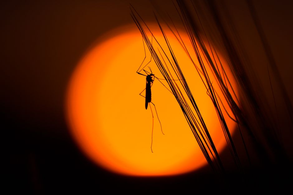 Îngrijorare în Grecia: 45 de noi infecții cu virusul West Nile într-o săptămână