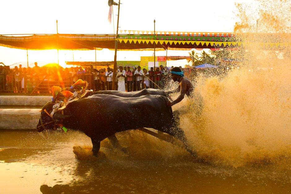 Descoperă Festivalul Bivolului: o celebrare a tradiției și conservării speciilor