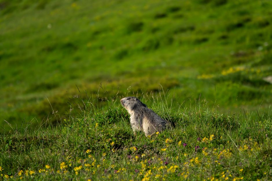 Marmotele din Retezat se bucură de vara în natură