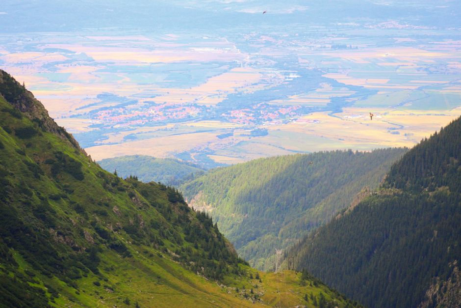 Un bărbat din Argeș se confruntă cu legea după ce a omorât un șarpe în locuința sa