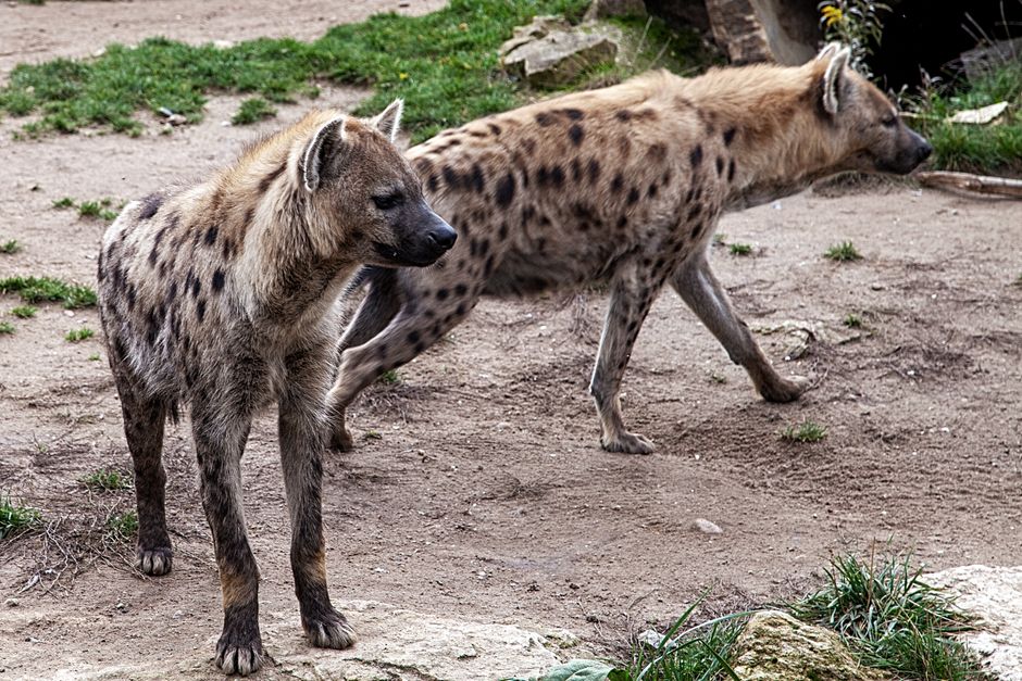 Zoo Brașov primește noi membri: hiene pătrate și un râs carpatin