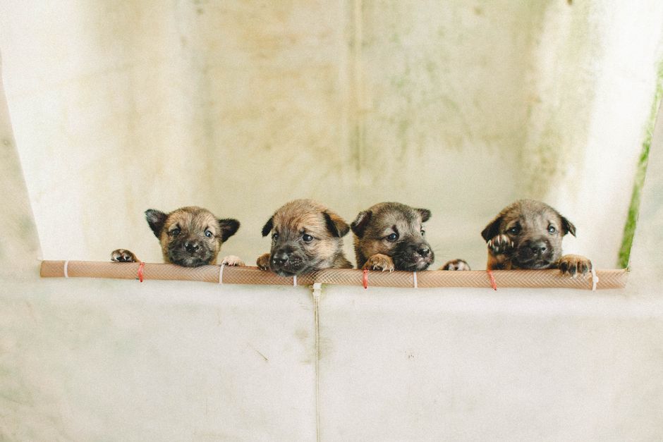 Tedy, cățelușul adorabil în căutarea unei familii iubitoare
