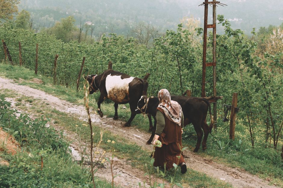 Verificarea pășunilor din Giulești: rezultate promițătoare și măsuri de remediere