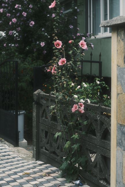 Conflict in Târgu Jiu: vecina amenințată cu sapa din cauza florilor