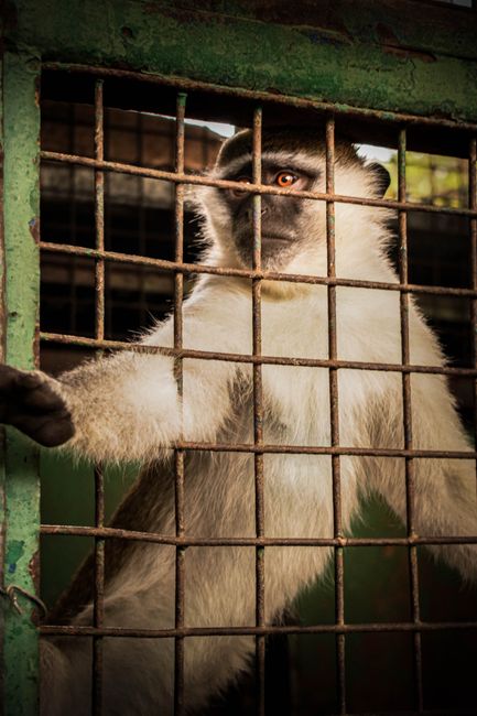 Amenzi record și sesizare penală pentru un centru de animale sălbatice din Dâmbovița