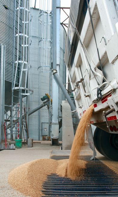 Îngrijirea cerealelor: sfaturi esențiale pentru depozitarea de iarnă