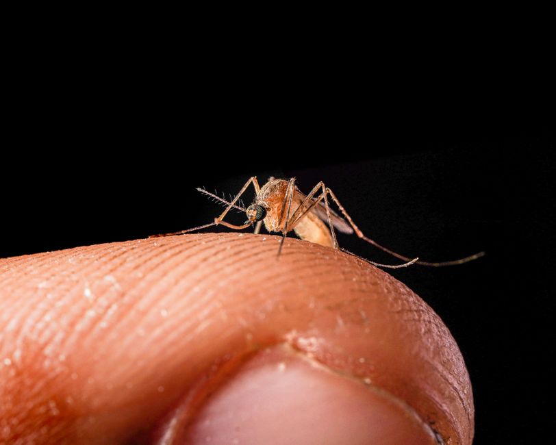 Alertă de sănătate: meningită West Nile confirmată în Galați