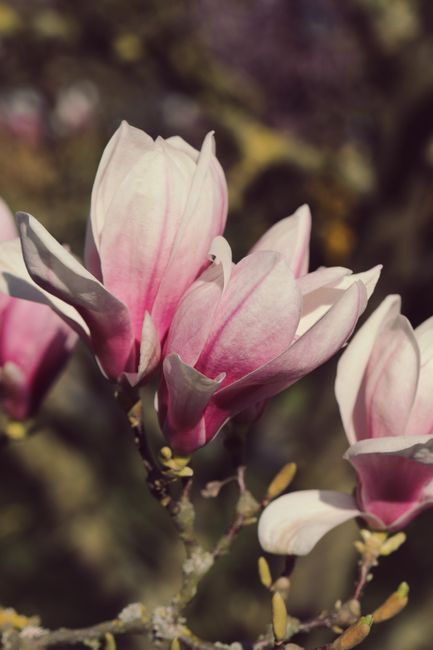 Un fenomen rar la Brașov: Magnolia înflorește la sfârșitul verii