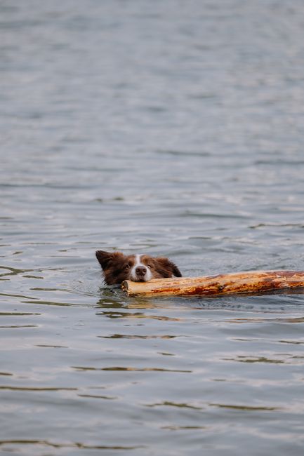 Salvamont Brașov își întărește echipa cu două cățelușe Border Collie