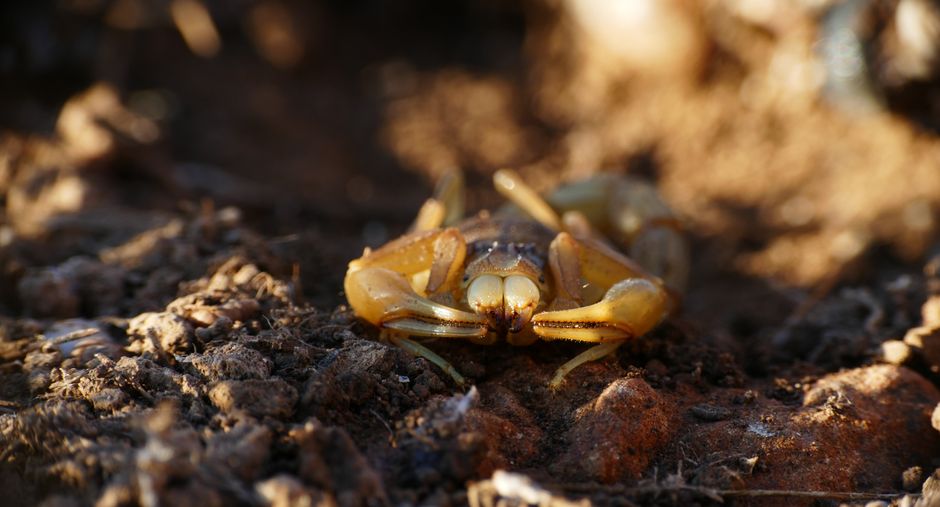 Invazie de scorpioni în Buzău: teama proprietarului care a găsit un exemplar în casă