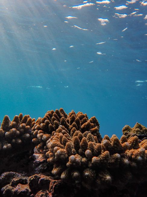 Oceanele ating noi culmi de temperatură în contextul schimbărilor climatice