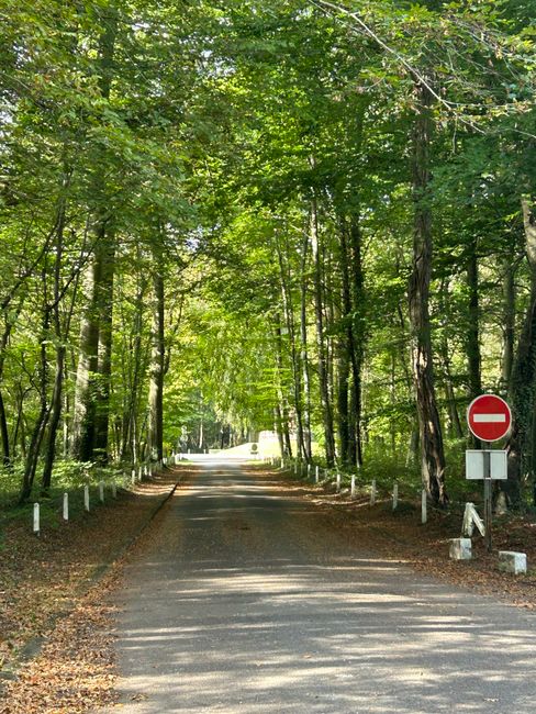 Un drum forestier promițător: alternativa ideală la Transalpina?