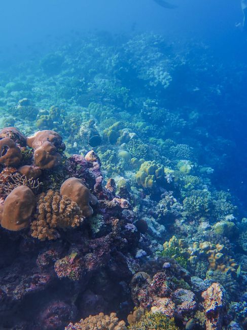 Temperaturile oceanelor ating cote alarmante: ce efecte au asupra mediului?