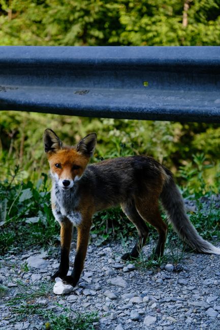 Vulpe surprinsă în Satu Mare, aproape de un loc de joacă