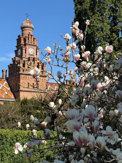Magnoliile din Oradea surprind cu o înflorire neașteptată în august