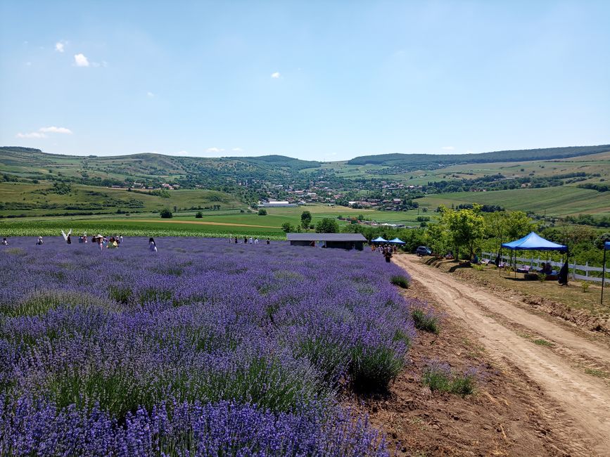 Descoperă weekendul vibrant din Oradea: Lavanda Fest și concerte captivante