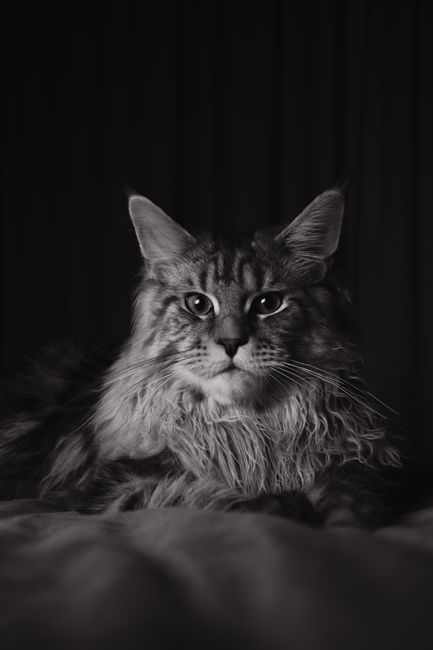 Un pisoi Maine Coon cu 29 de degete stabilește un nou record mondial