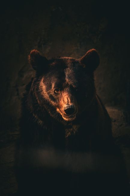 Urs în vizită nocturnă la o casă din Gorj: distrugeri minore și panică