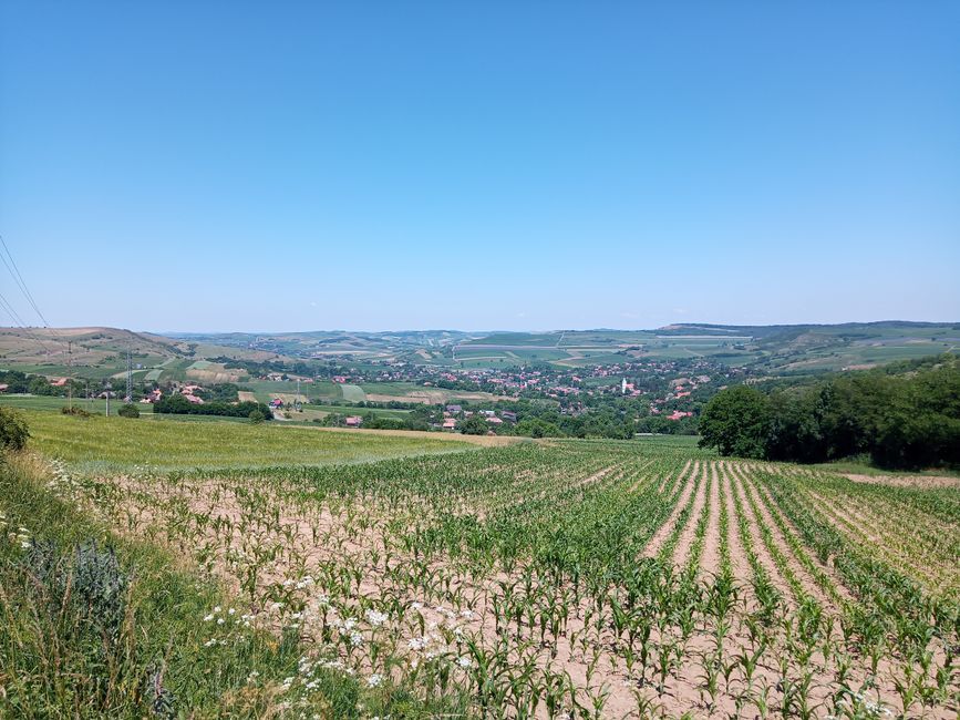 Mistreții devastează culturile de porumb din Boiu Mare: Primăria ia măsuri urgente