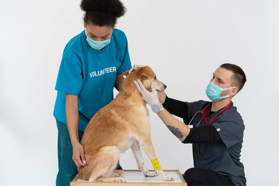 Un spital din Porto le permite pacienților să se reîntâlnească cu animalele de companie