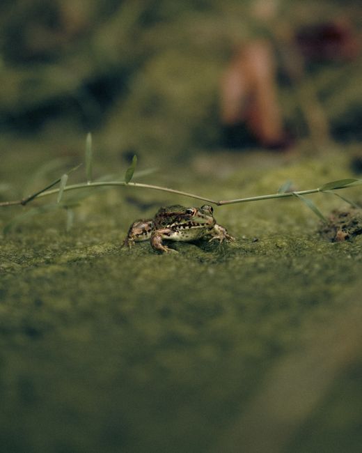 Importanța habitatelor acvatice pentru biodiversitatea din Grădiștea Muncelului-Cioclovina
