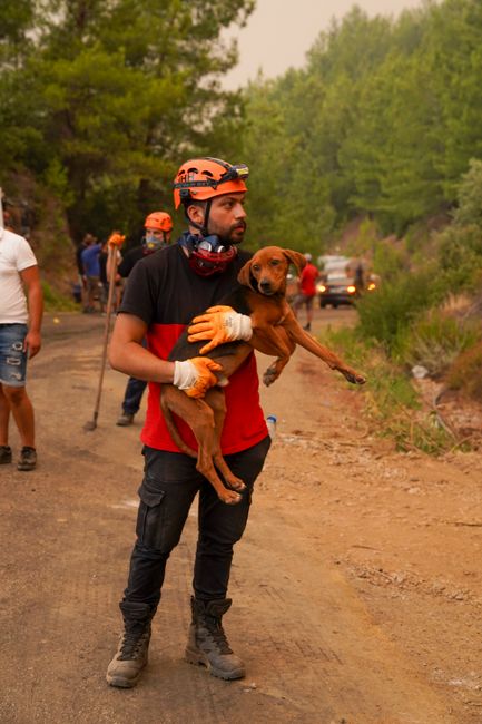 Pompierii bihoreni salvează un câine dintr-un canal descoperit