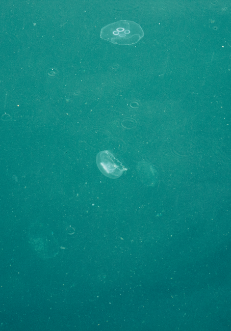 Fenomen surprinzător în Marea Neagră: aglomerare de meduze la Agigea