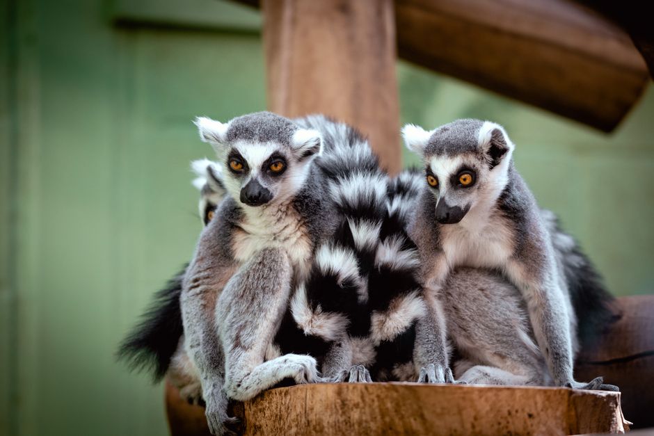 Lemuri furate din Bangladesh, găsiți după un an de căutări internaționale