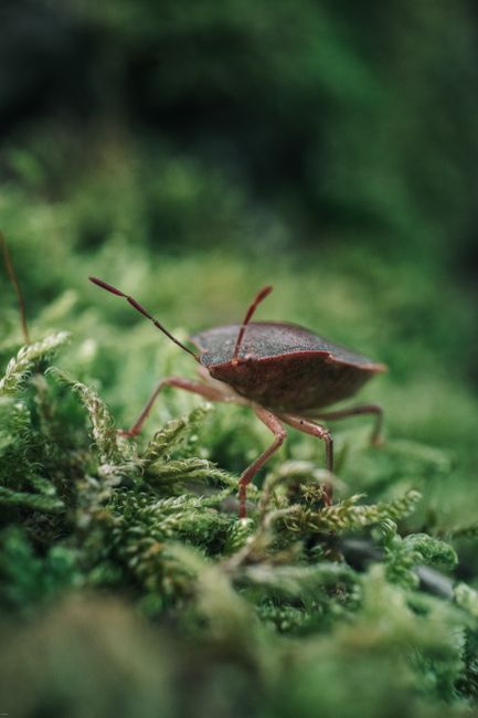 Descoperă microfauna fascinantă din Parcul Național Defileul Jiului