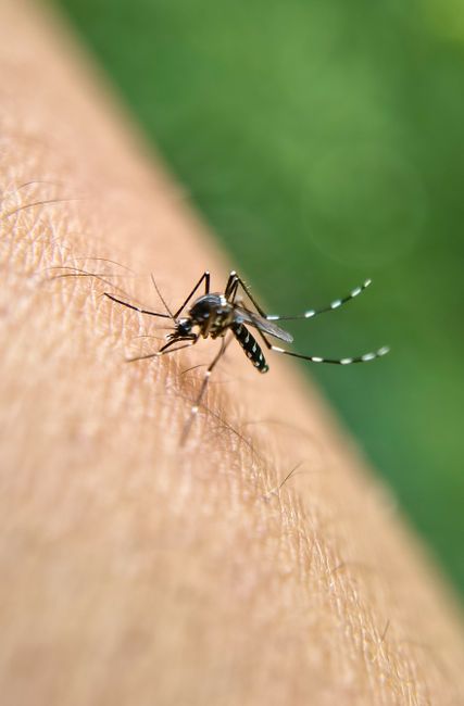 Creștere alarmantă a infecțiilor cu virusul West Nile în România: 83 de cazuri și 5 decese