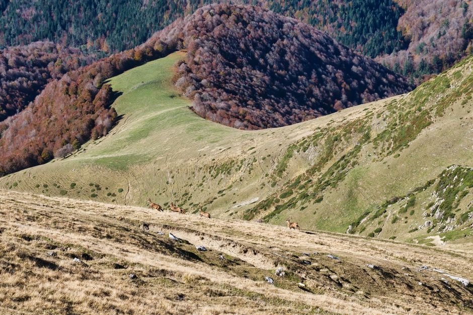 Cerbii din Retezat: un spectacol natural surprins de camerele de monitorizare