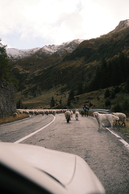 Transhumanța: tradiția milenară a ciobanilor din Carpați, sărbătorită cu bucurie