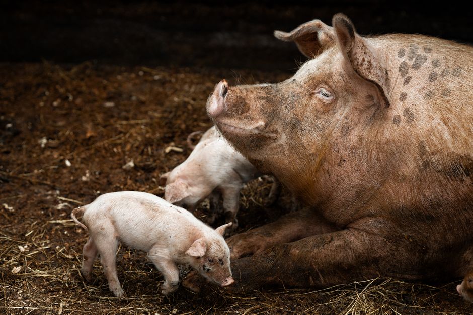 Termen limită pentru ajutoarele de stat destinate crescătorilor de bovine și suine