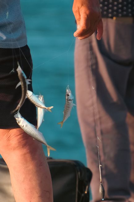 Captură impresionantă: patru pescari italieni prind un ton uriaș de 160,78 kg